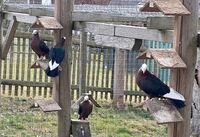 Gimpeltauben Kupfer-schwarz weißkopf…