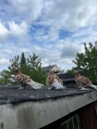 Lockentauben gelbschildig…