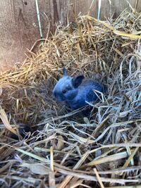 Salander Kaninchen Jungtier…