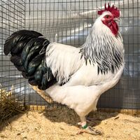 Sundheimer Hahn schwarz-weiß Columbia&hellip;